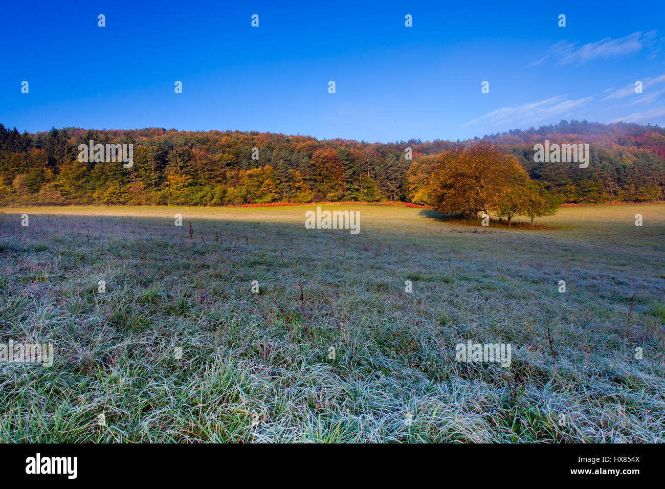 Frozen grass meadow with colorful trees Stock Photo