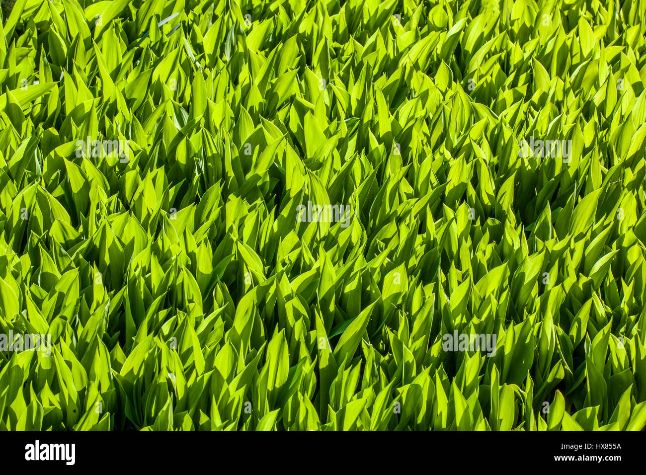 Backlit gerbera hi-res stock photography and images - Alamy