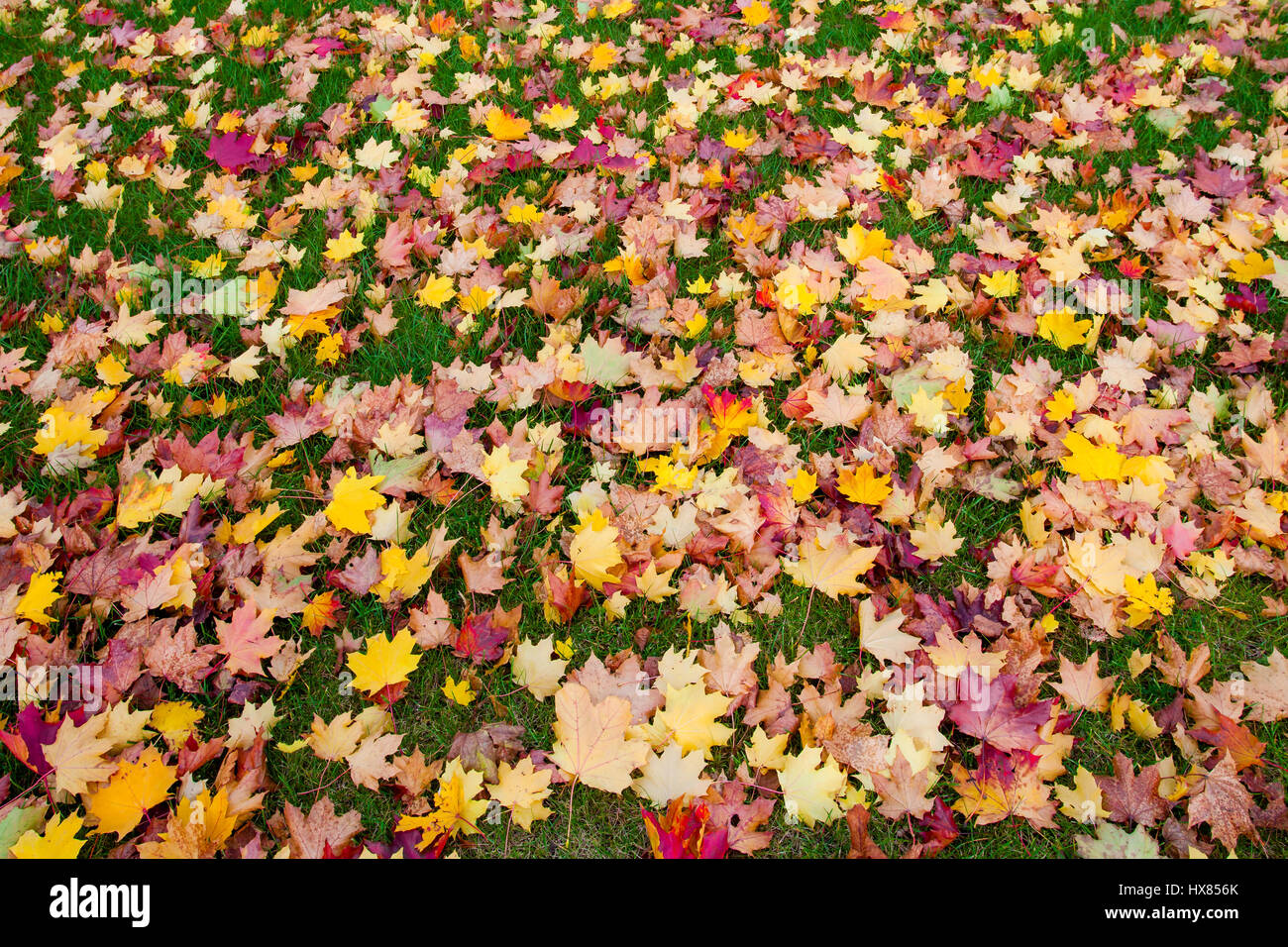 Beautiful Autumn foliage texture background pattern Stock Photo - Alamy