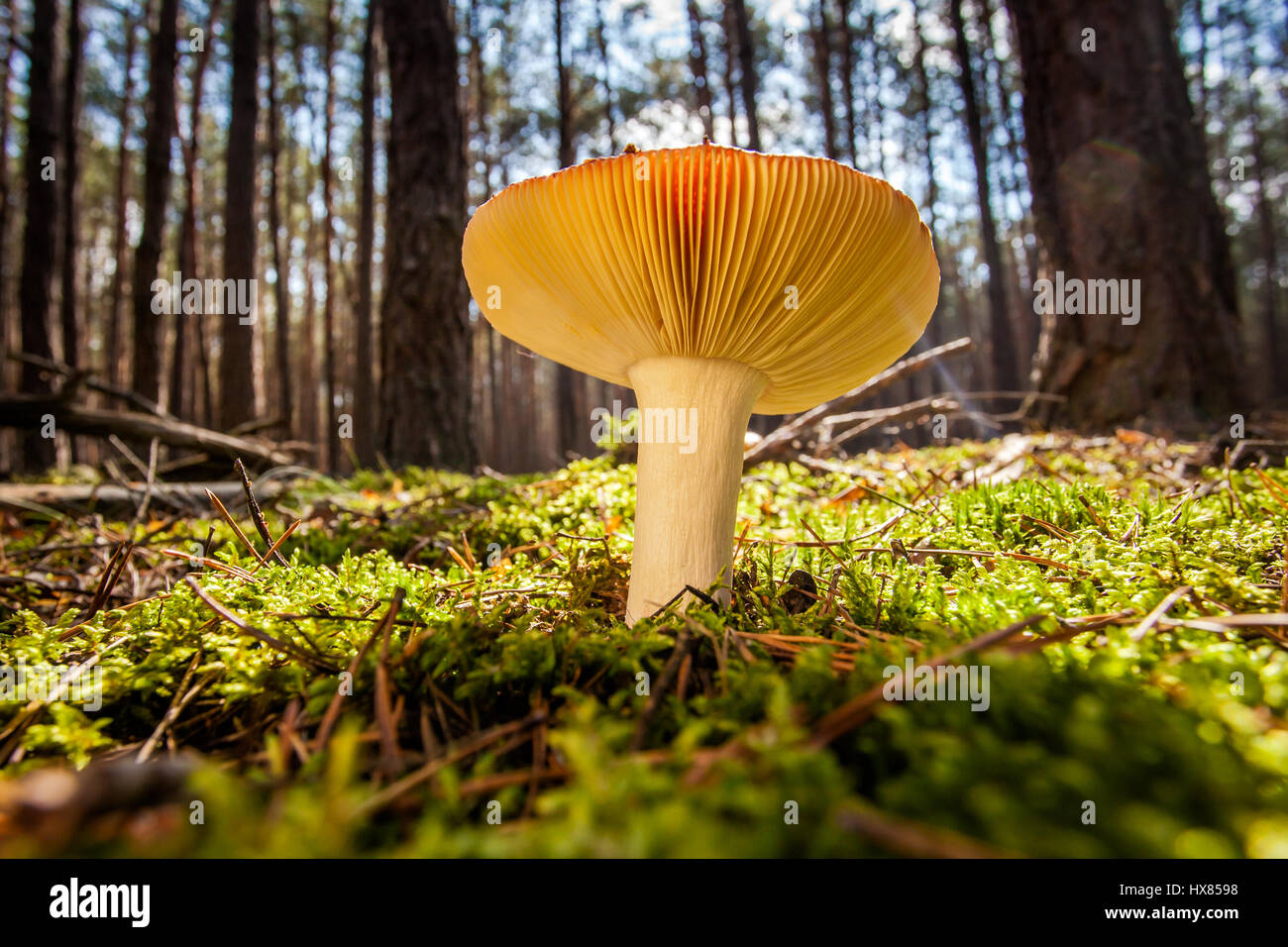 Very nice detail of a well lit mushroom wide angle shot Stock Photo - Alamy