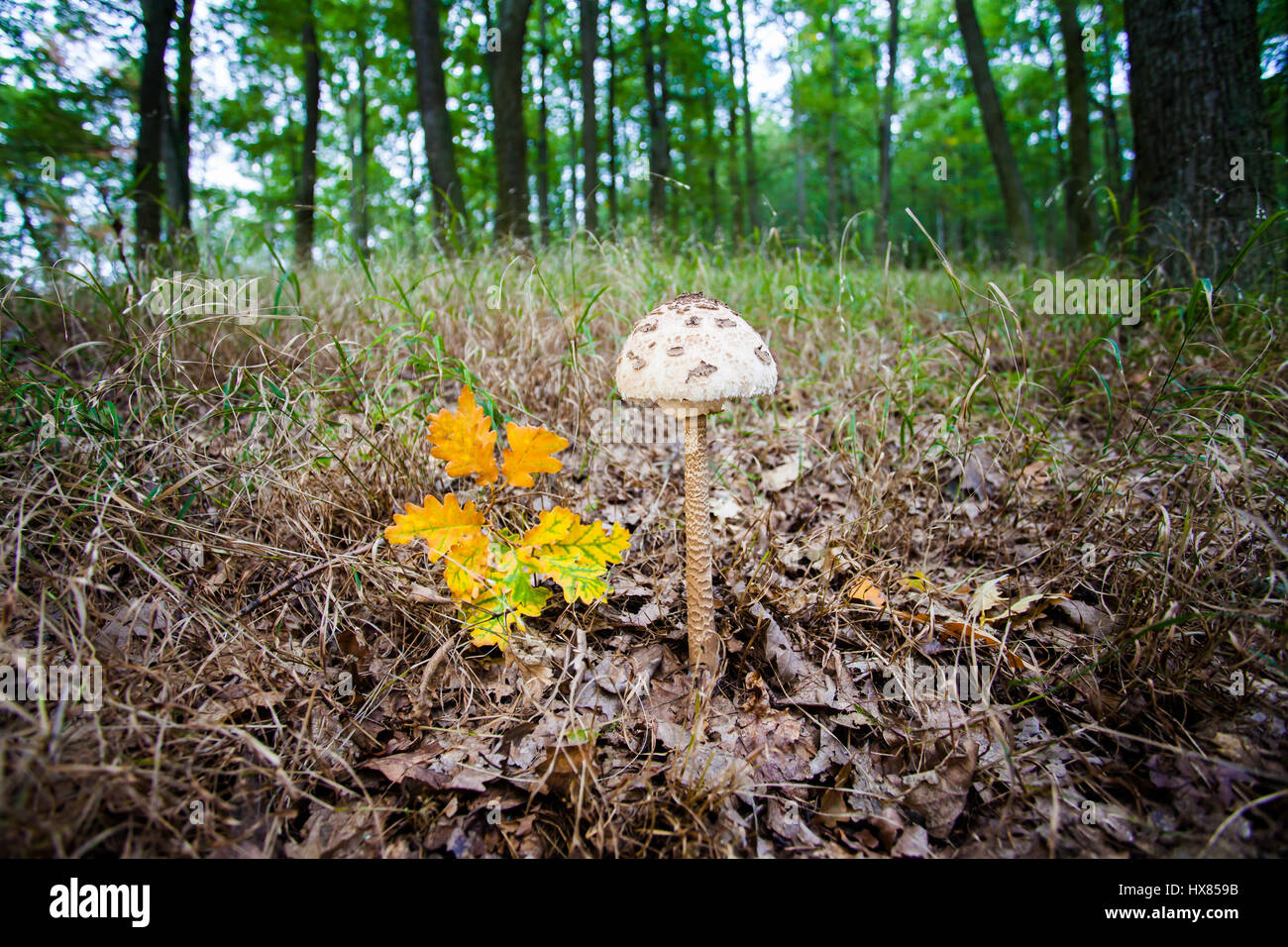 Parasol mushroom in a forest Stock Photo