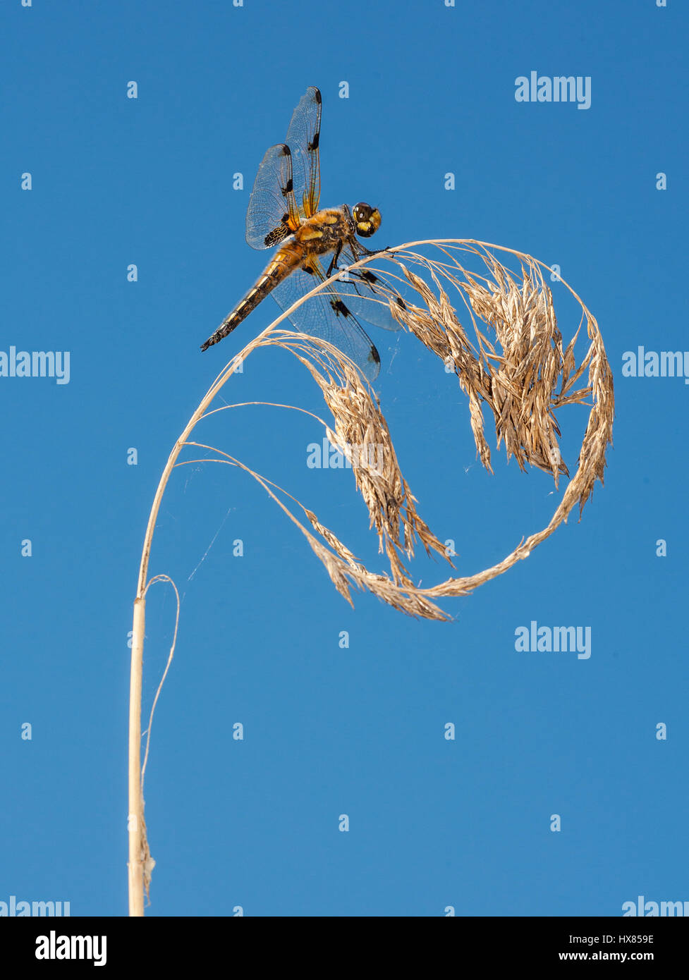 Dragonfly sitting on a dried plant Stock Photo - Alamy