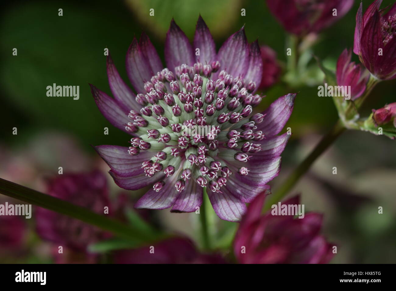 a  nice close up view of this beautiful purple flower Stock Photo
