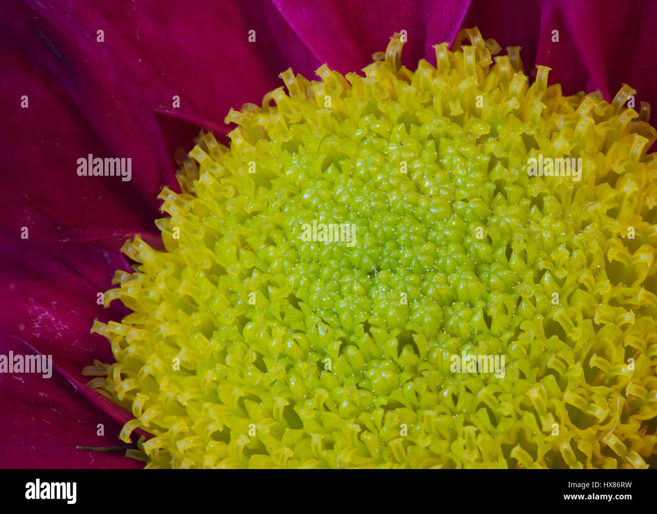 Macro photo of chrysanthemum center. Stock Photo