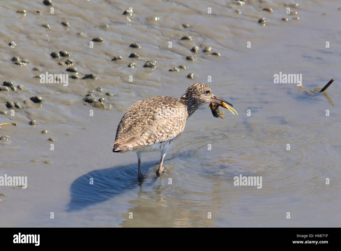 Long legs crab hires stock photography and images Alamy