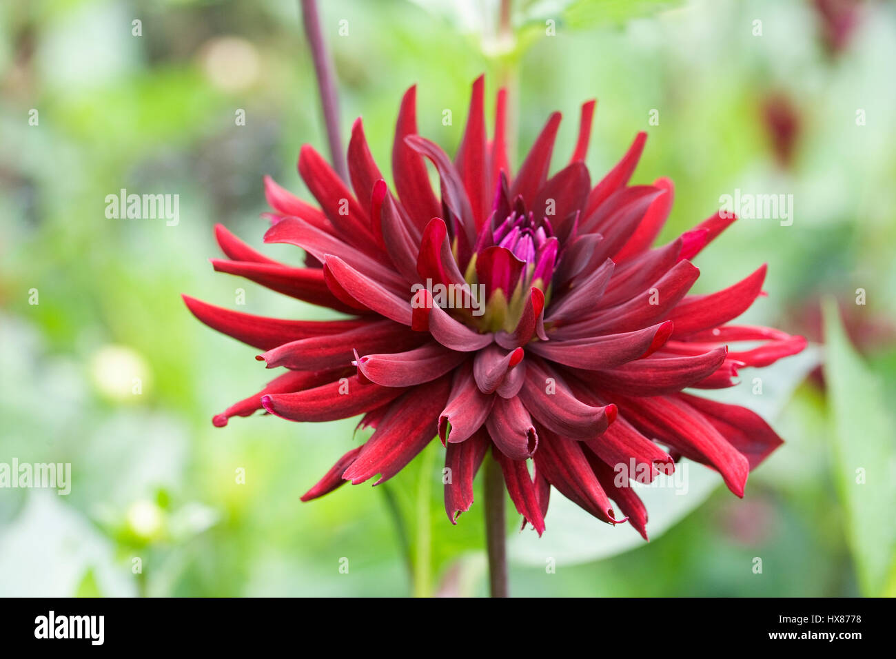 Dahlia Chat Noir flower. Stock Photo