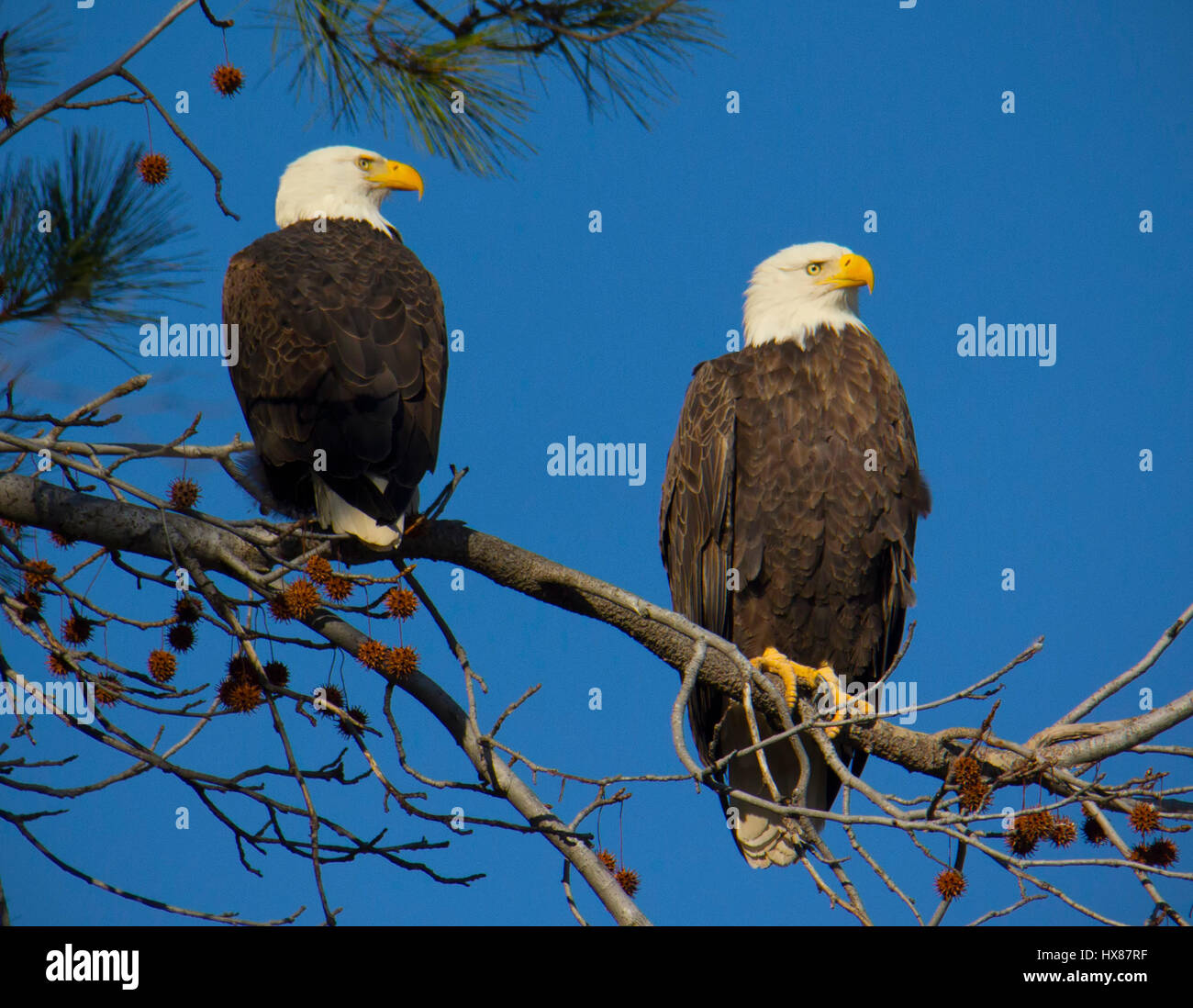 Bald eagle pair perches in sweet gum tree Stock Photo