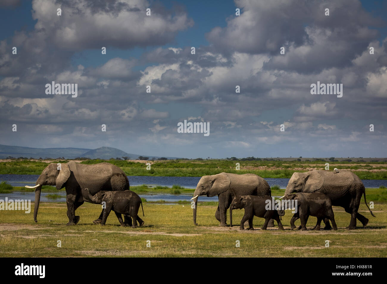 Elephants in Amboseli National Park Stock Photo