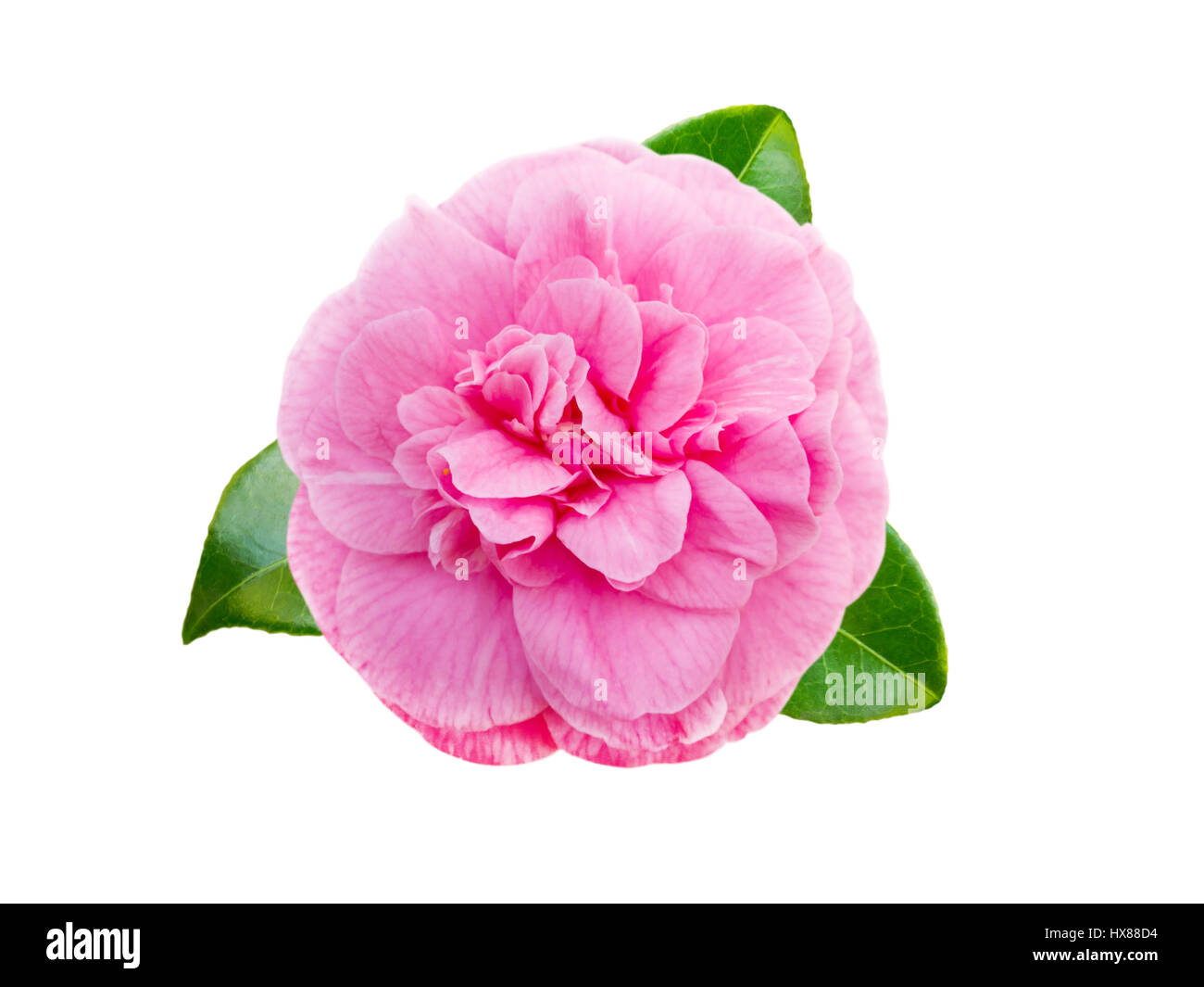 Pink camellia peony form flower with leaves isolated on white Stock Photo