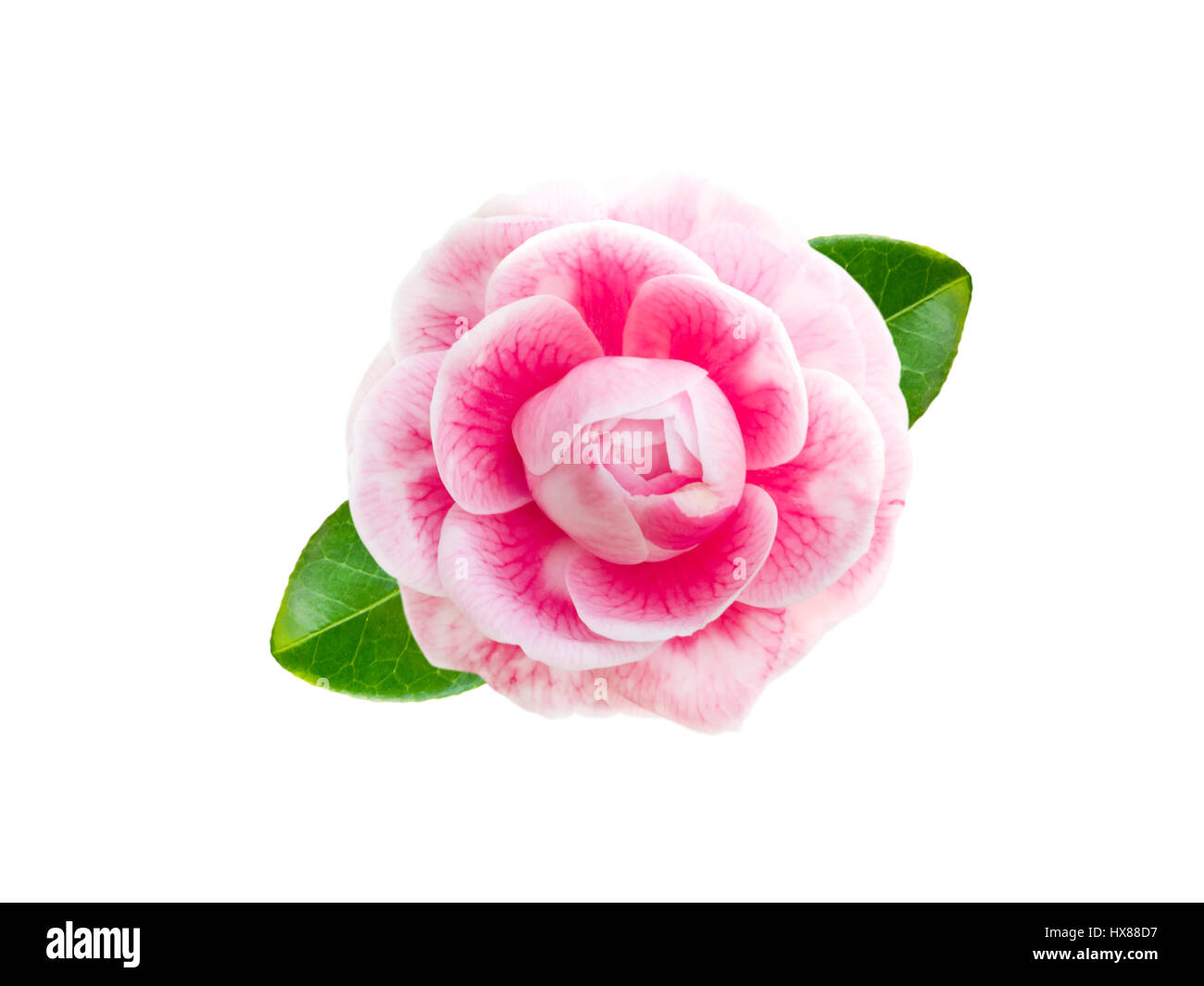 Tender pink camellia rose form flower with leaves isolated on white Stock Photo