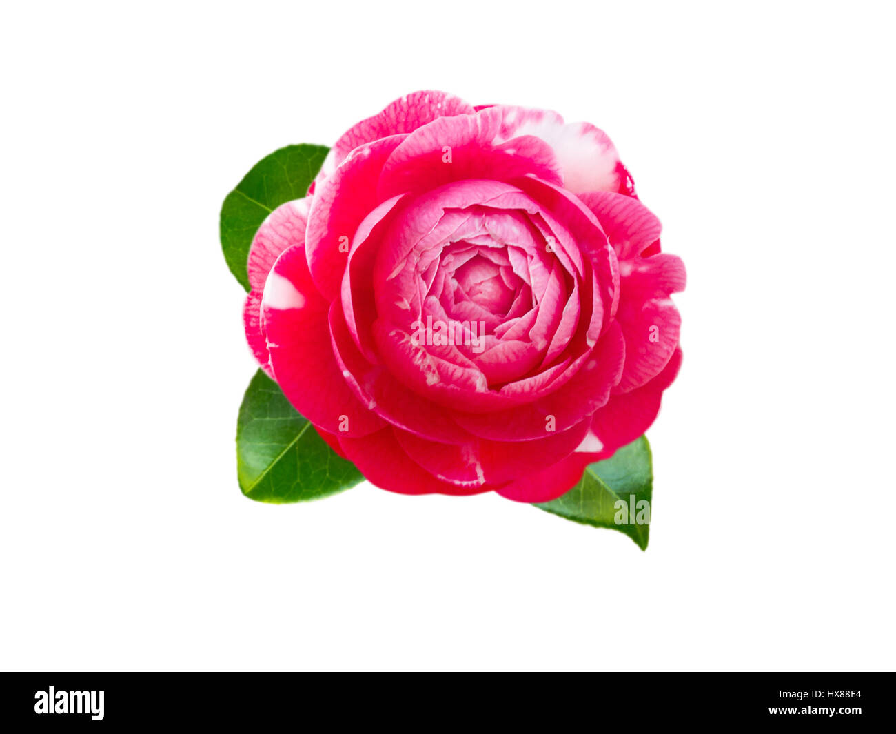 White and pink bicolor camellia rose form flower with leaves isolated on white Stock Photo