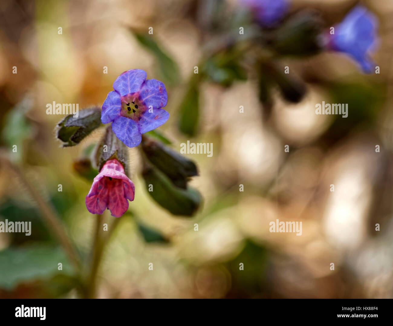 The lungwort (in Latin: pulmonaria officinalis) blooms in the forest Stock Photo