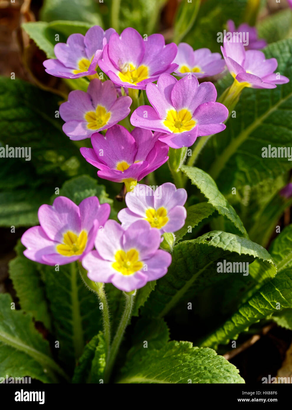 The primula (in Latin: primula spectabilis) blooms in the forest Stock Photo