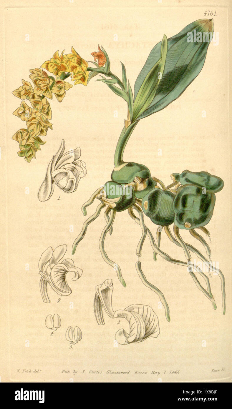 Polystachya affinis (as Polystachya bracteosa)   Curtis' 71 (Ser. 3 no. 1) pl. 4161 (1845) Stock Photo