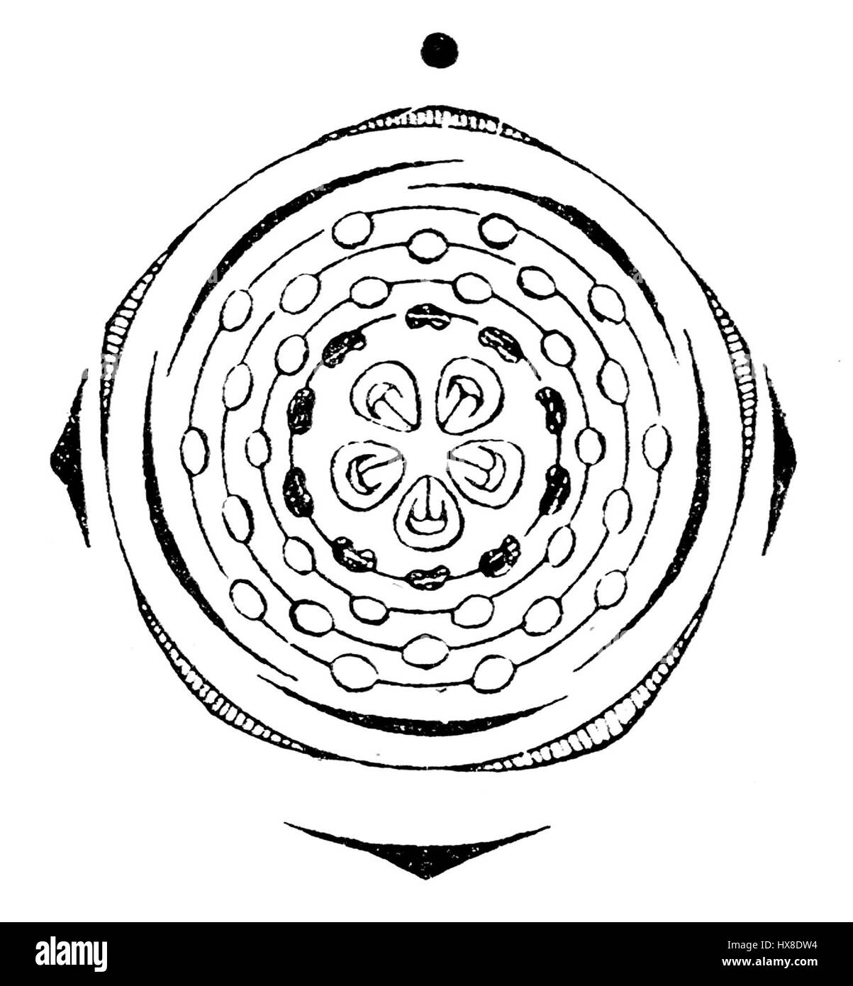 Spirocyclic Flower This botanical diagram illustrates the structure of Spiraea ...