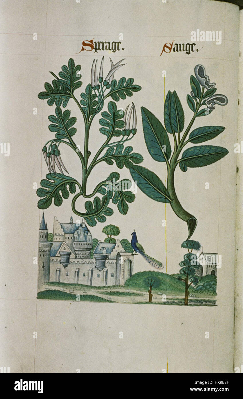 The Tudor pattern book MS. Ashmole 1504 31 Stock Photo
