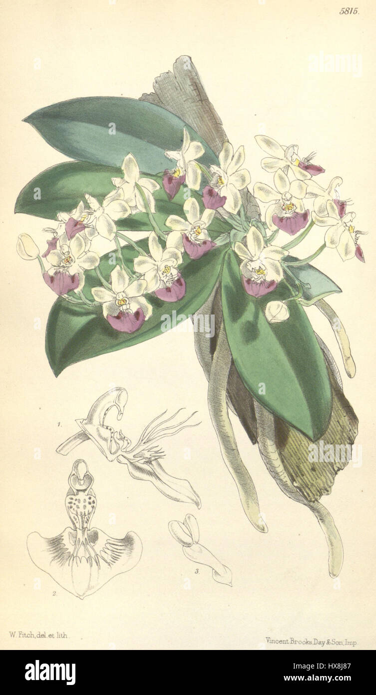 Phalaenopsis parishii   Curtis' 96 (Ser. 3 no. 26) pl. 5815 (1870) Stock Photo