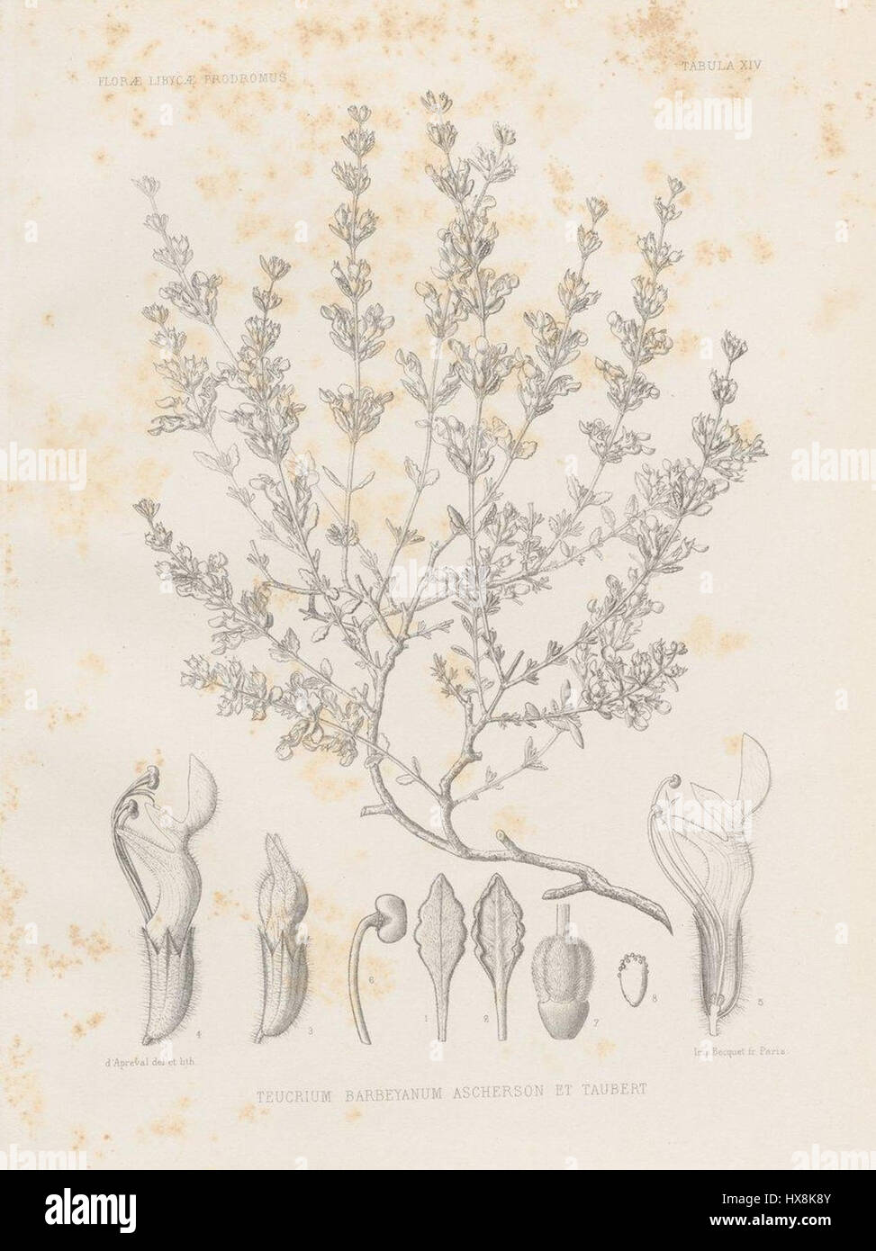 Teucrium barbeyanum Asch. & Taub., Fl. Liby. Prodr., 191 (1910) Stock Photo