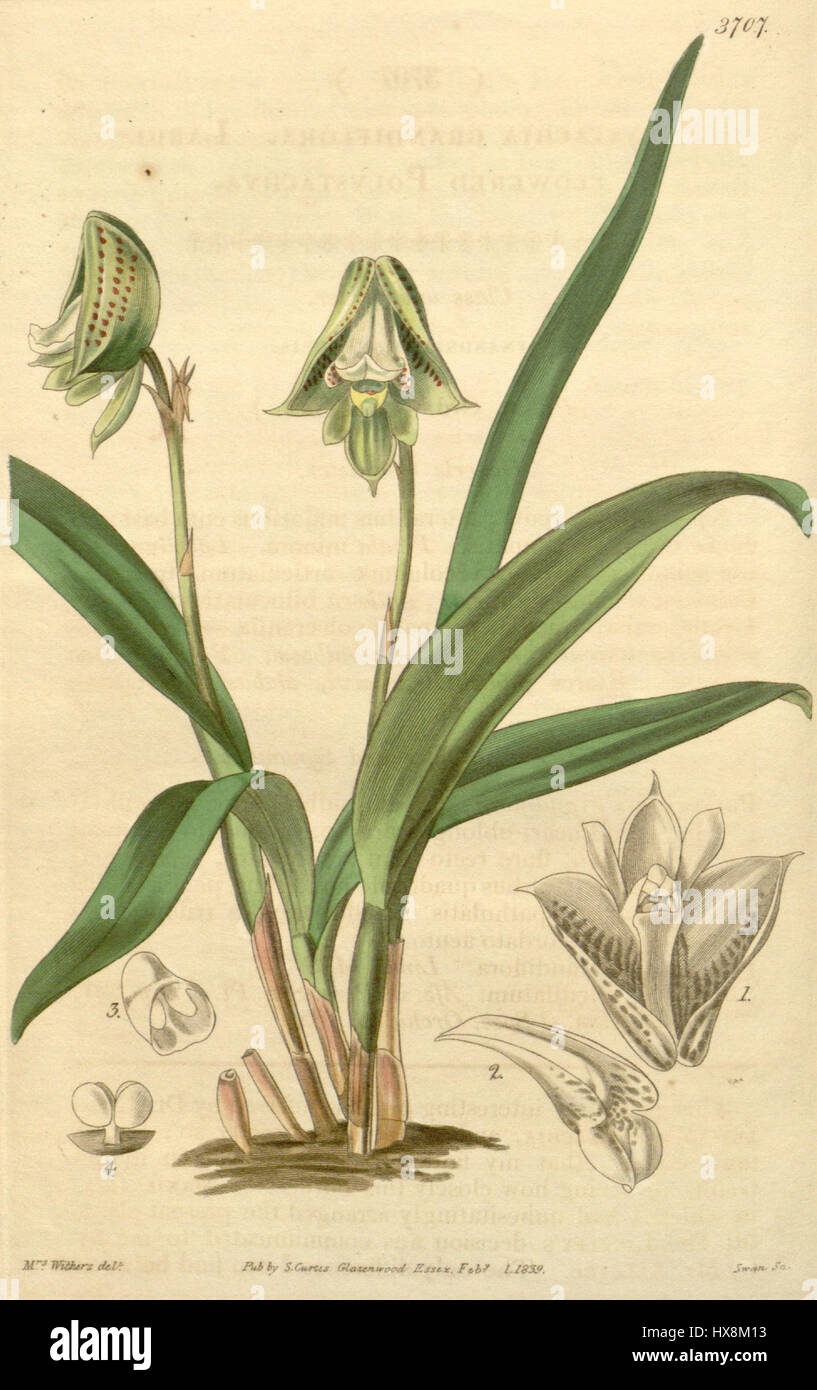 Polystachya galeata var. galeata (as Polystachya grandiflora)   Curtis' 65 (N.S. 12) pl. 3707 (1839) Stock Photo