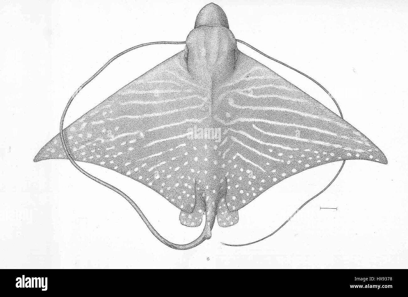 Pteromylaeus asperrimus Stock Photo