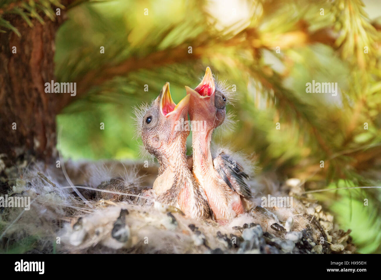 The photo shows the chicks in the nest Stock Photo