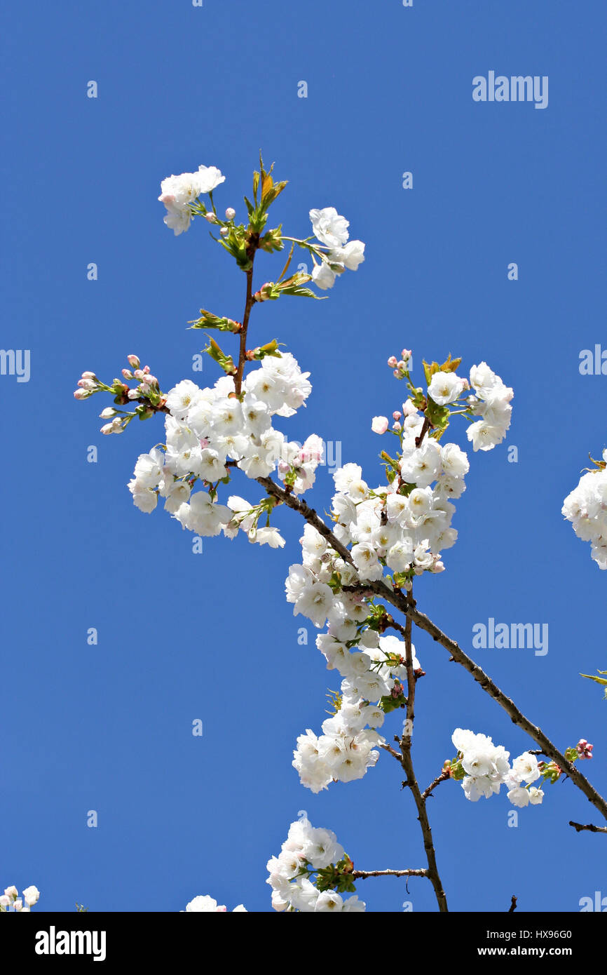 Cherry Blossom Tree against a blue blue sky Stock Photo - Alamy