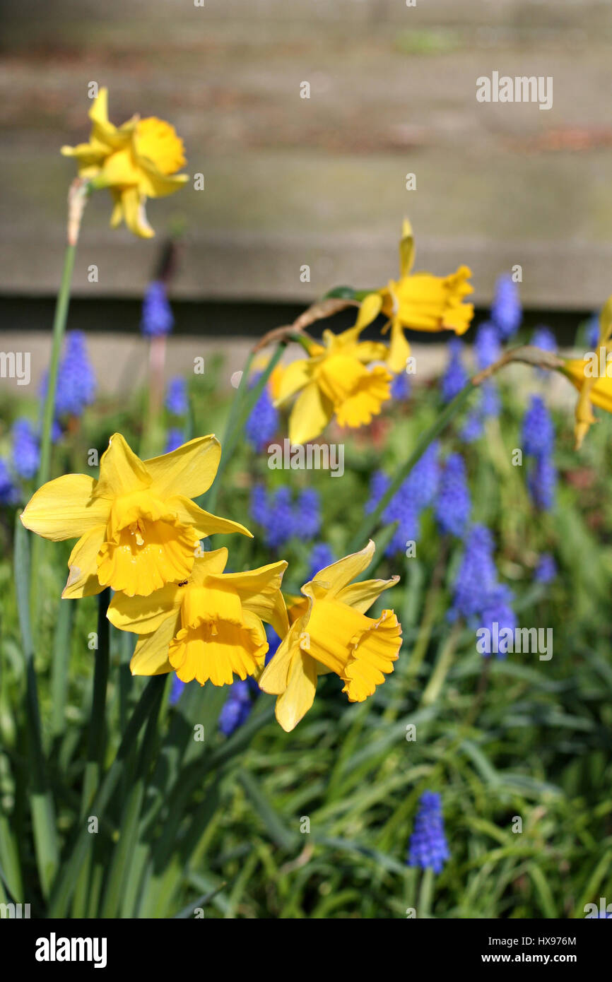 Daffodils and grape hyacinths hires stock photography and images Alamy
