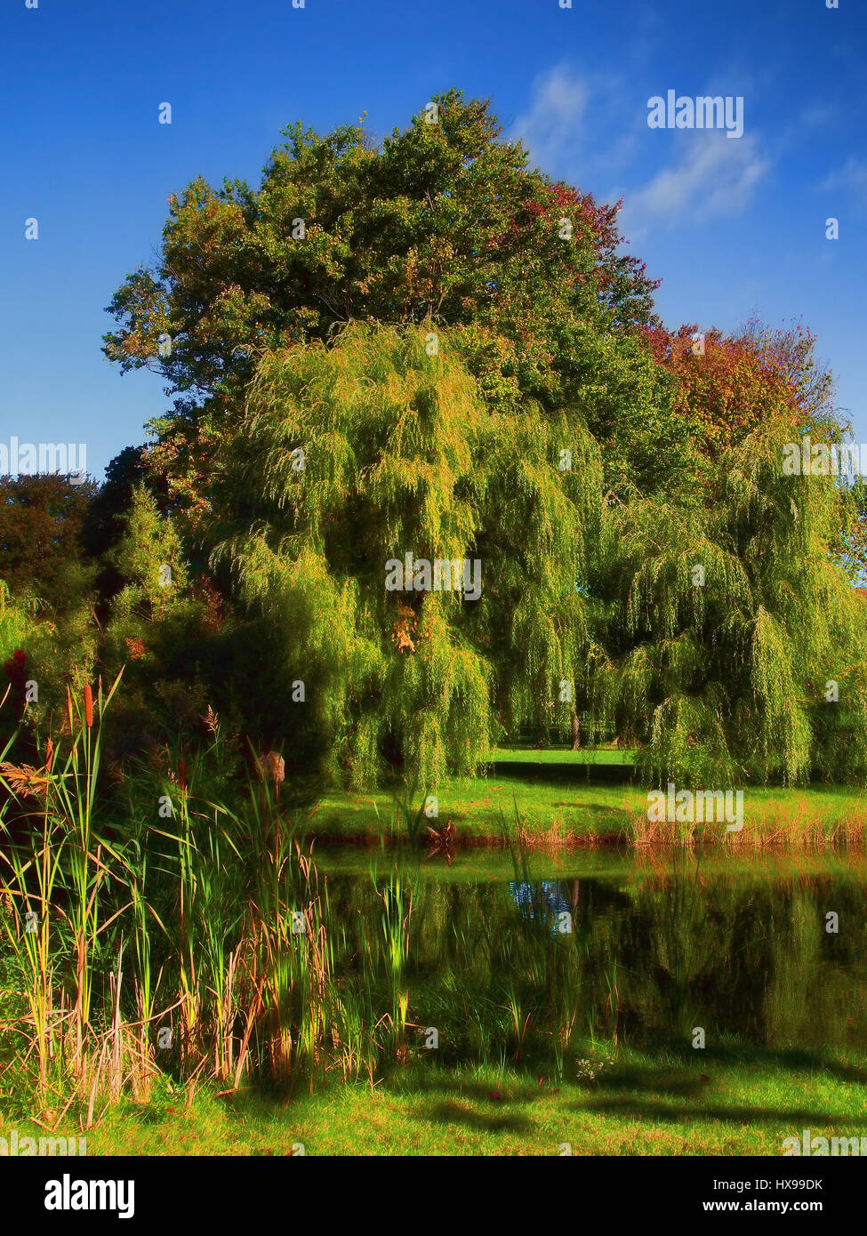 beautiful willow trees by a pond in early autumn Stock Photo Alamy