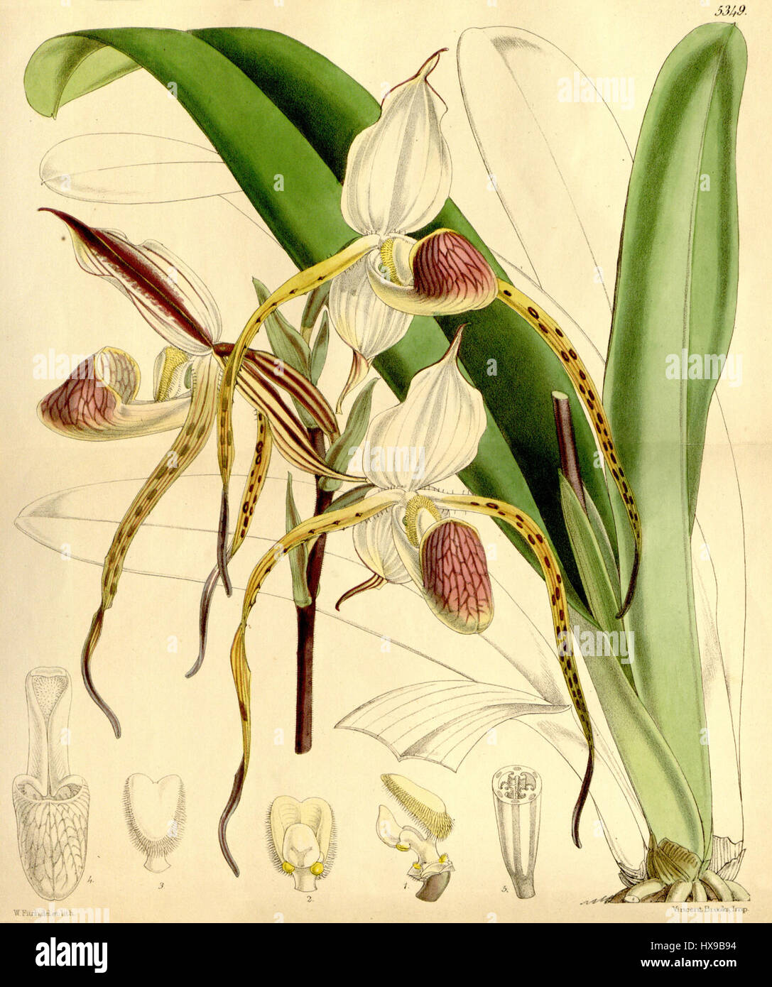 Paphiopedilum stonei (as Cypripedium stonei) Curtis 88 5349 (1862) Stock Photo