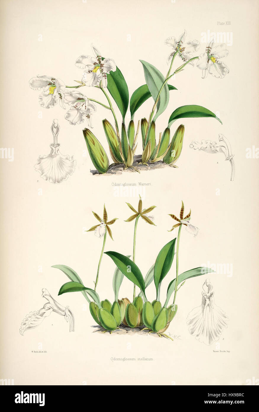 Rhynchostele rossii (as Odontoglossum warnerianum) and Rhynchostele stellata (as Odontoglossum stellatum)   pl. 13   Bateman, Monogr.Odont Stock Photo