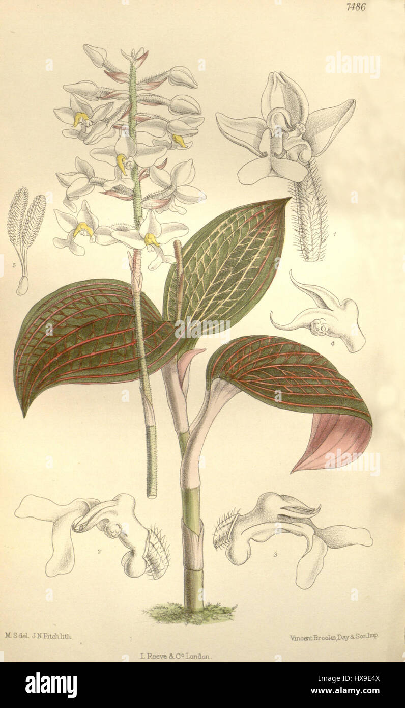 Ludisia discolor (as Haemaria dawsoniana)   Curtis' 122 (Ser. 3 no. 52) pl. 7486 (1896) Stock Photo