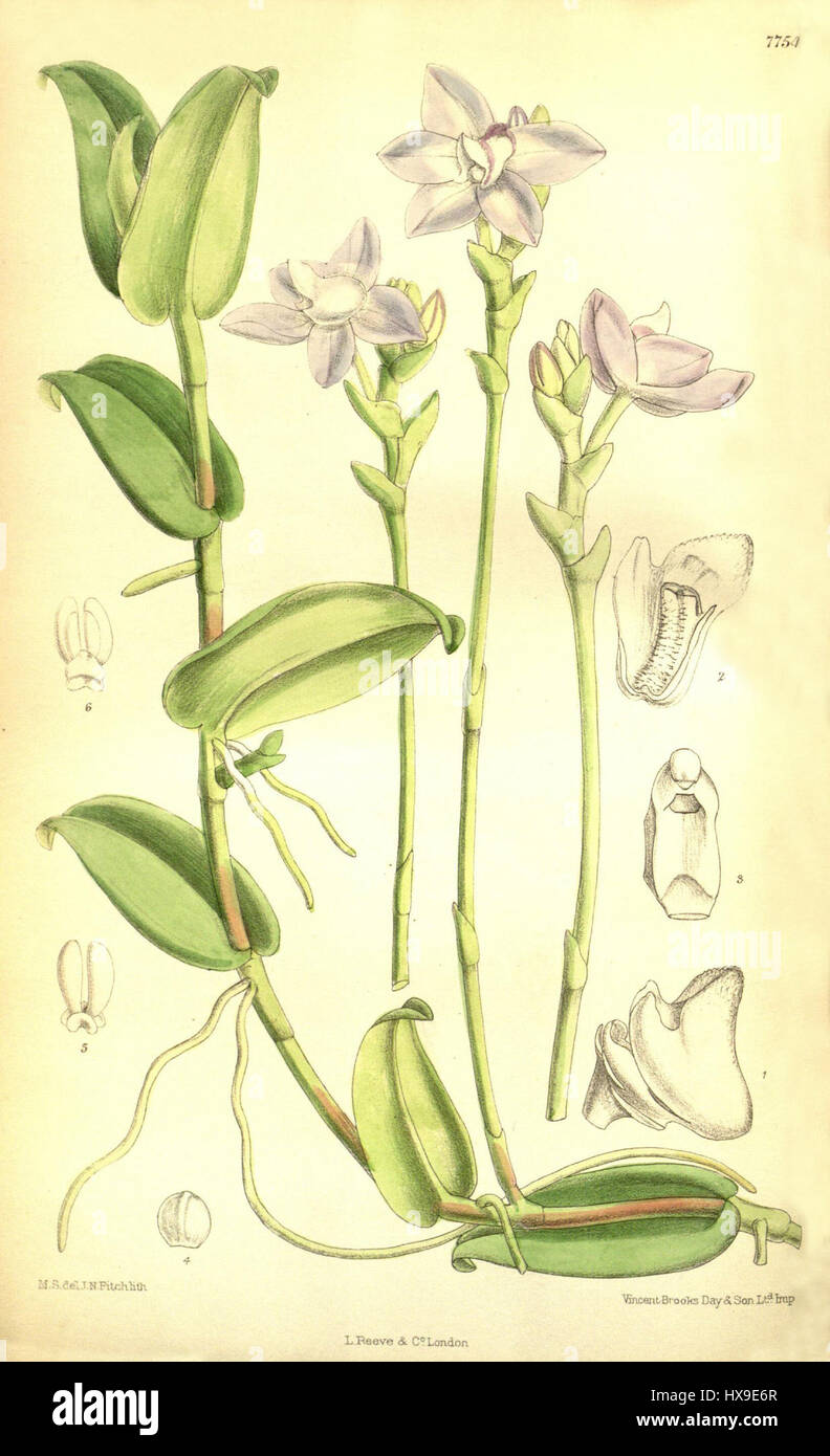 Thrixspermum amplexicaule (as Sarcochilus lilacinus)   Curtis' 127 (Ser. 3 no. 57) pl. 7754 (1901) Stock Photo
