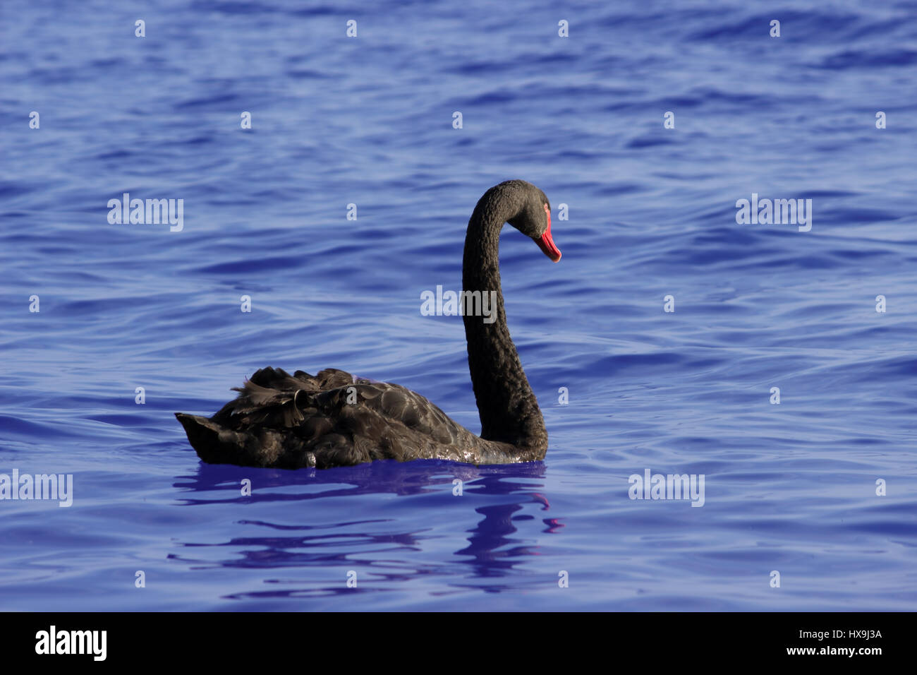 A black swan is swimming in a lake Stock Photo - Alamy