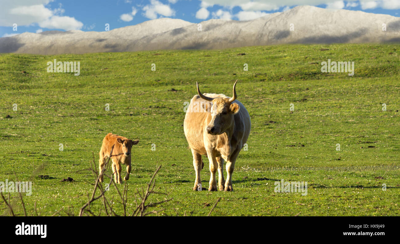 A cow and a little calf wandering in an idyllic landscape in the country Stock Photo