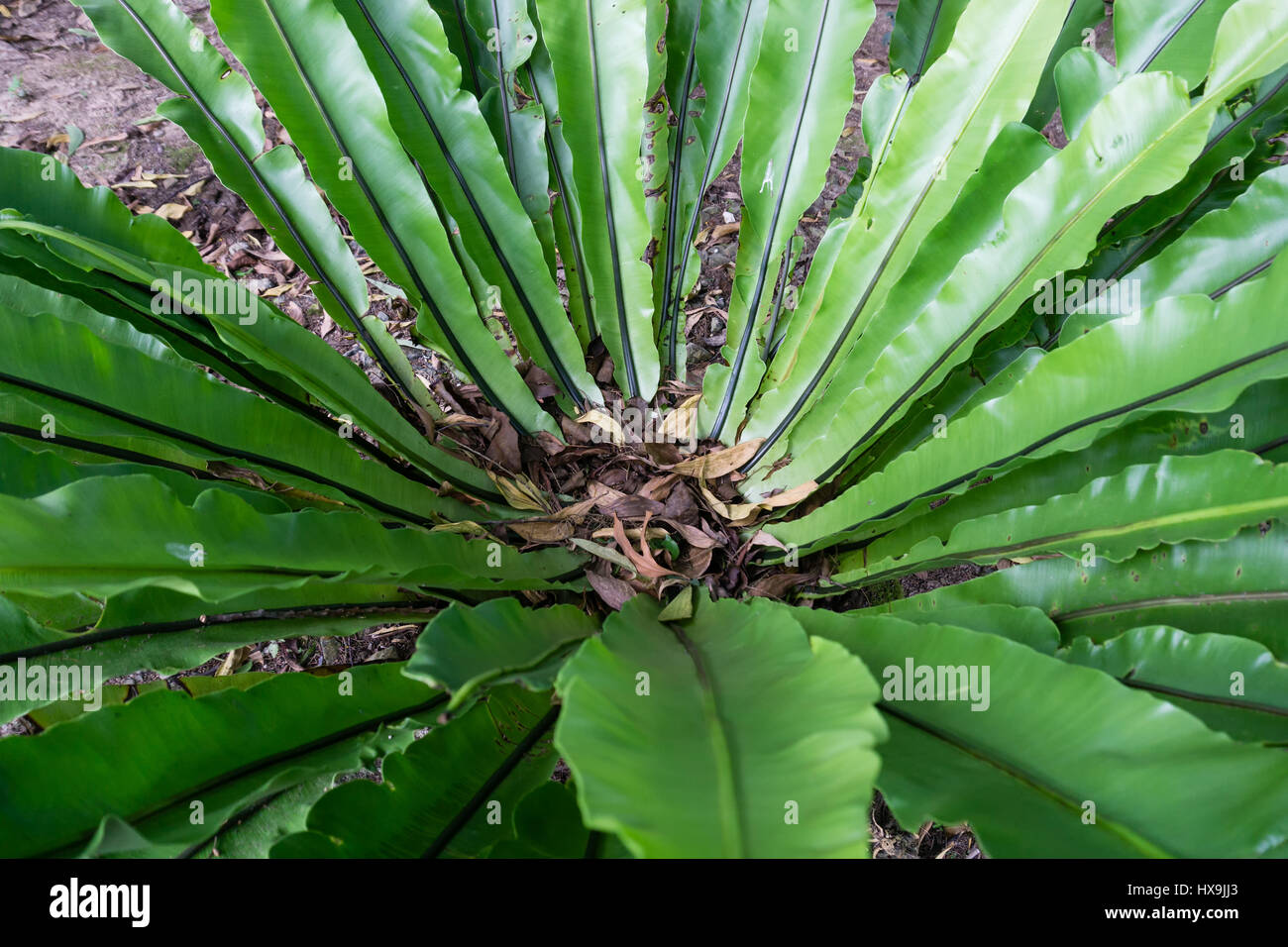 Bird's Nest Fern (Asplenium nidus) in sabah Borneo, Malaysia Stock