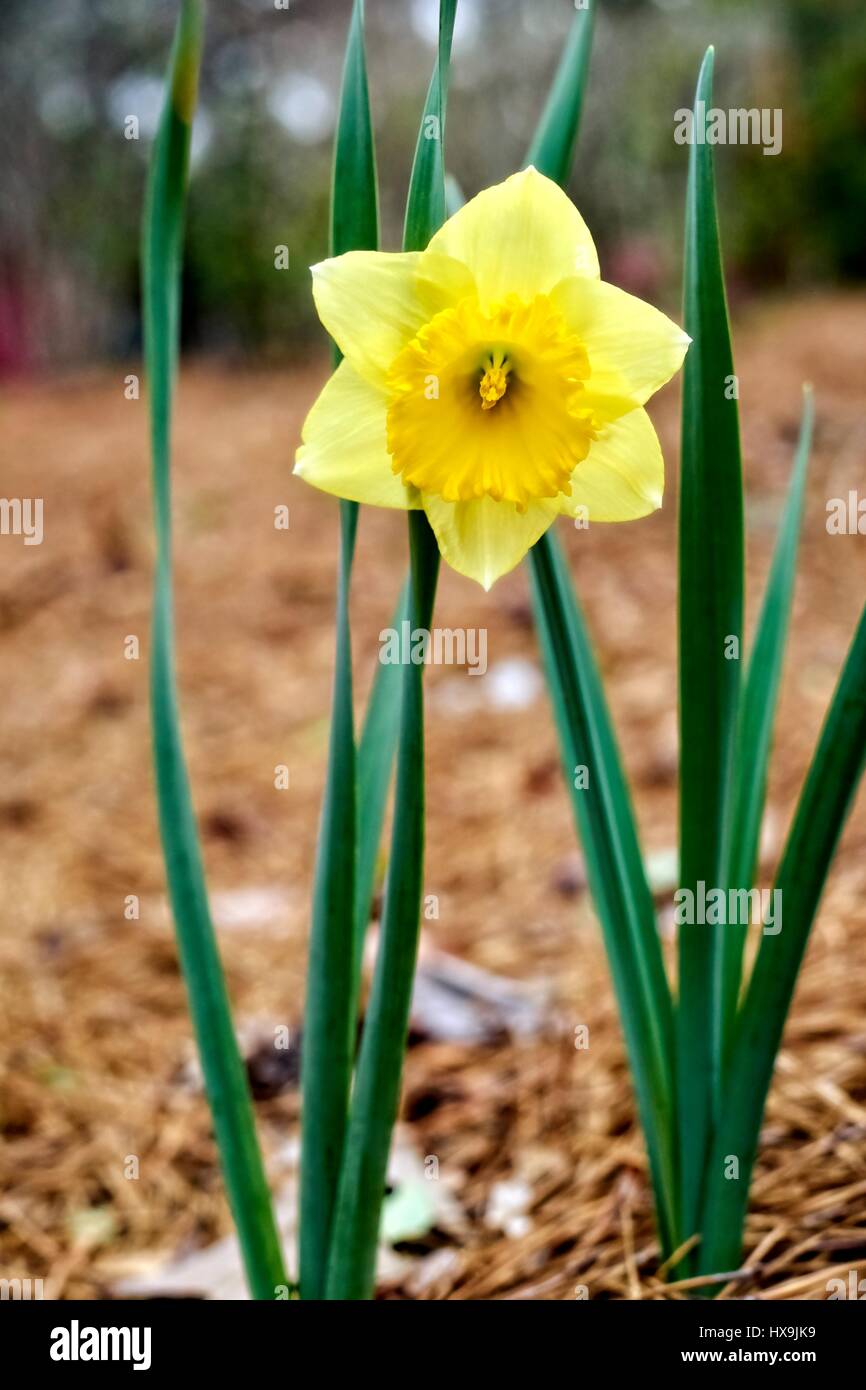 With the arrival of spring the flowers are starting to bloom, like this Daffodil in Vernon, Alabama. Stock Photo