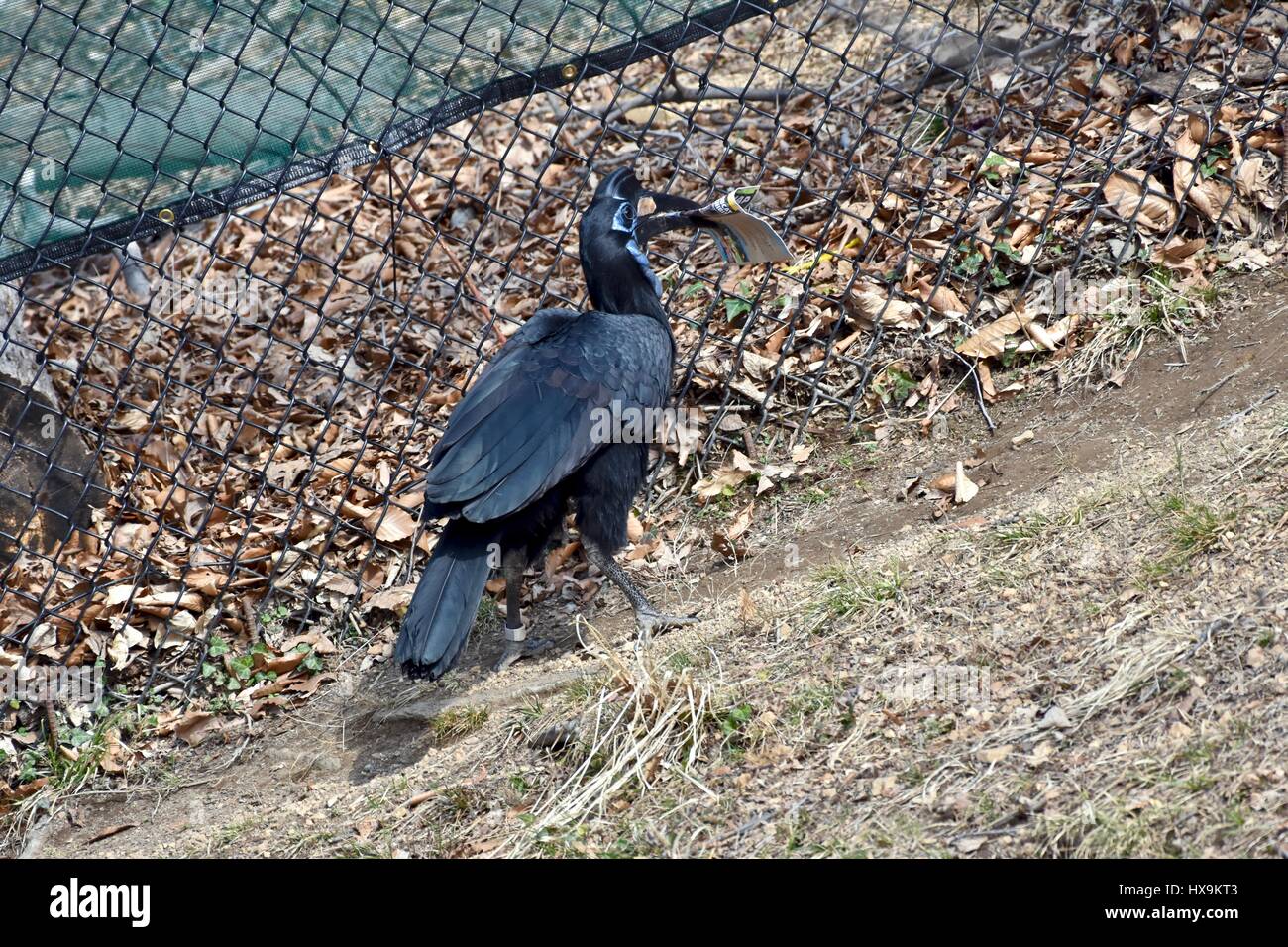 Baltimore, USA. 25th March 2017. A Northern Ground Hornbill (Bucorvus abyssinicus) carries around a zoo map after a park visitor drops a map in the exhibit. Photo Credit: Jeramey Lende/Alamy Live News Stock Photo