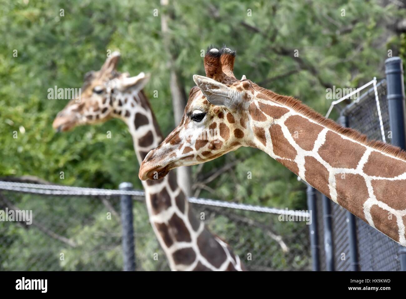 Baltimore, USA. 25th March 2017. Baby Willow the giraffe (Giraffa) enjoying a beautiful spring day with her mom at the Maryland Zoo. Photo Credit: Jeramey Lende/Alamy Live News Stock Photo