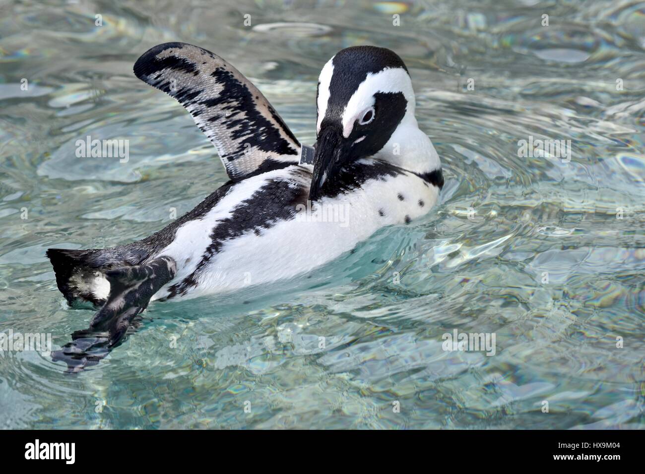 Baltimore maryland zoo penguin hi-res stock photography and images - Alamy