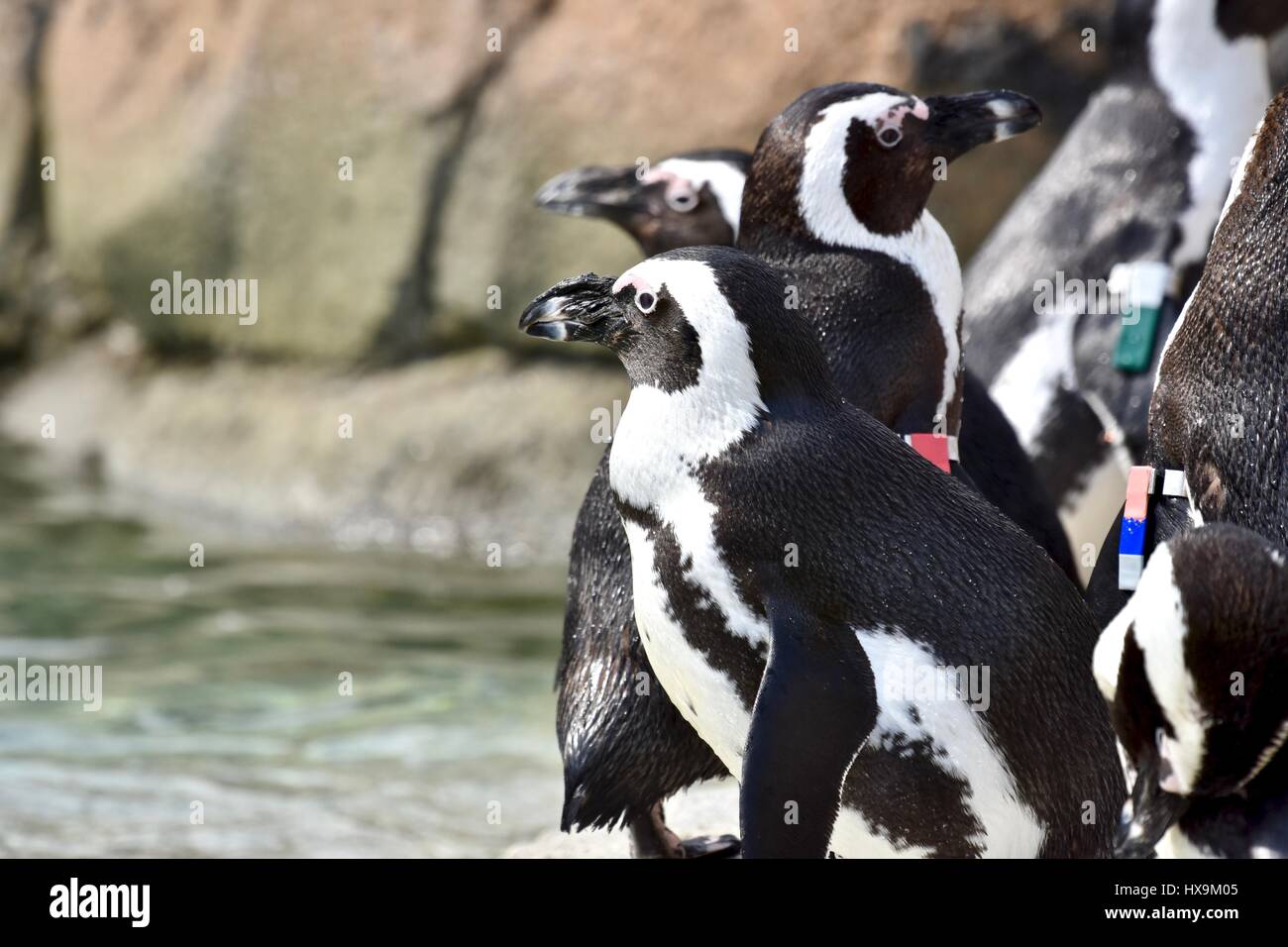 Baltimore, USA. 25th March 2017. African Penguins (Spheniscus demersus) enjoying a warm spring day at the Maryland Zoo. Photo Credit: Jeramey Lende/Alamy Live News Stock Photo