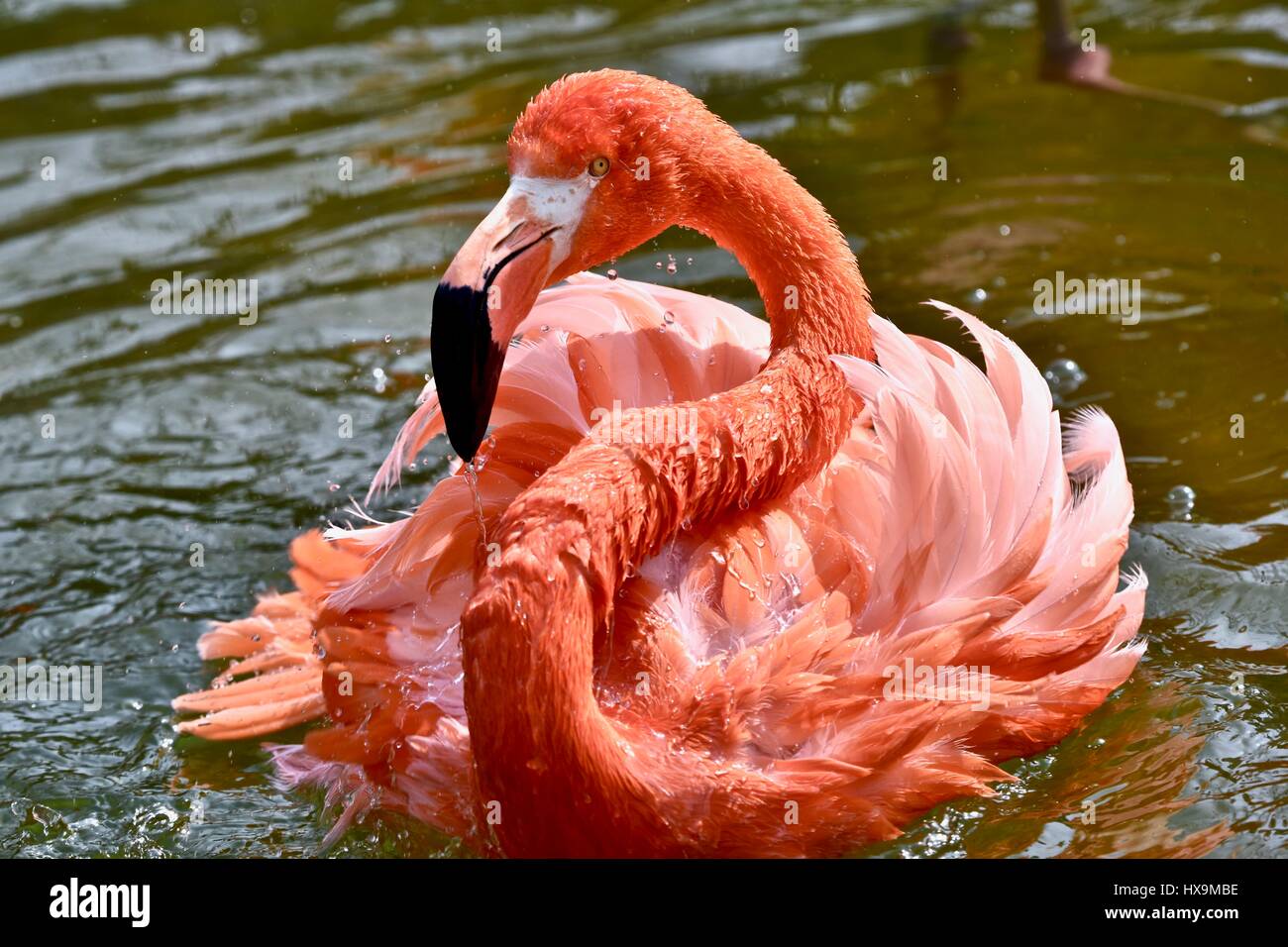 A Caribbean Flamingo (Pheonicopterus ruber ruber) splashing in the water on a warm spring day Stock Photo
