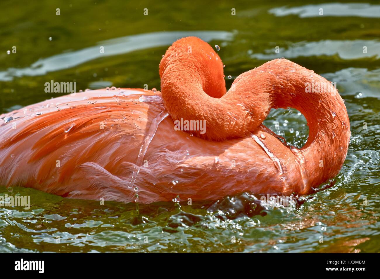 A Caribbean Flamingo (Pheonicopterus ruber ruber) splashing in the water on a warm spring day Stock Photo