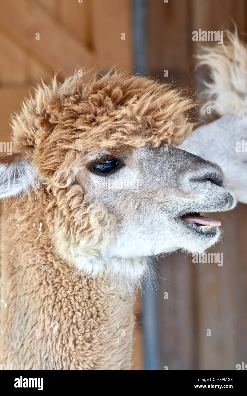 Baltimore, USA. 25th March 2017. An adorable Alpaca (Vicugna pacos) making funny faces at the Maryland zoo. Photo credit: Jeramey lende/ Alamy Live News Stock Photo