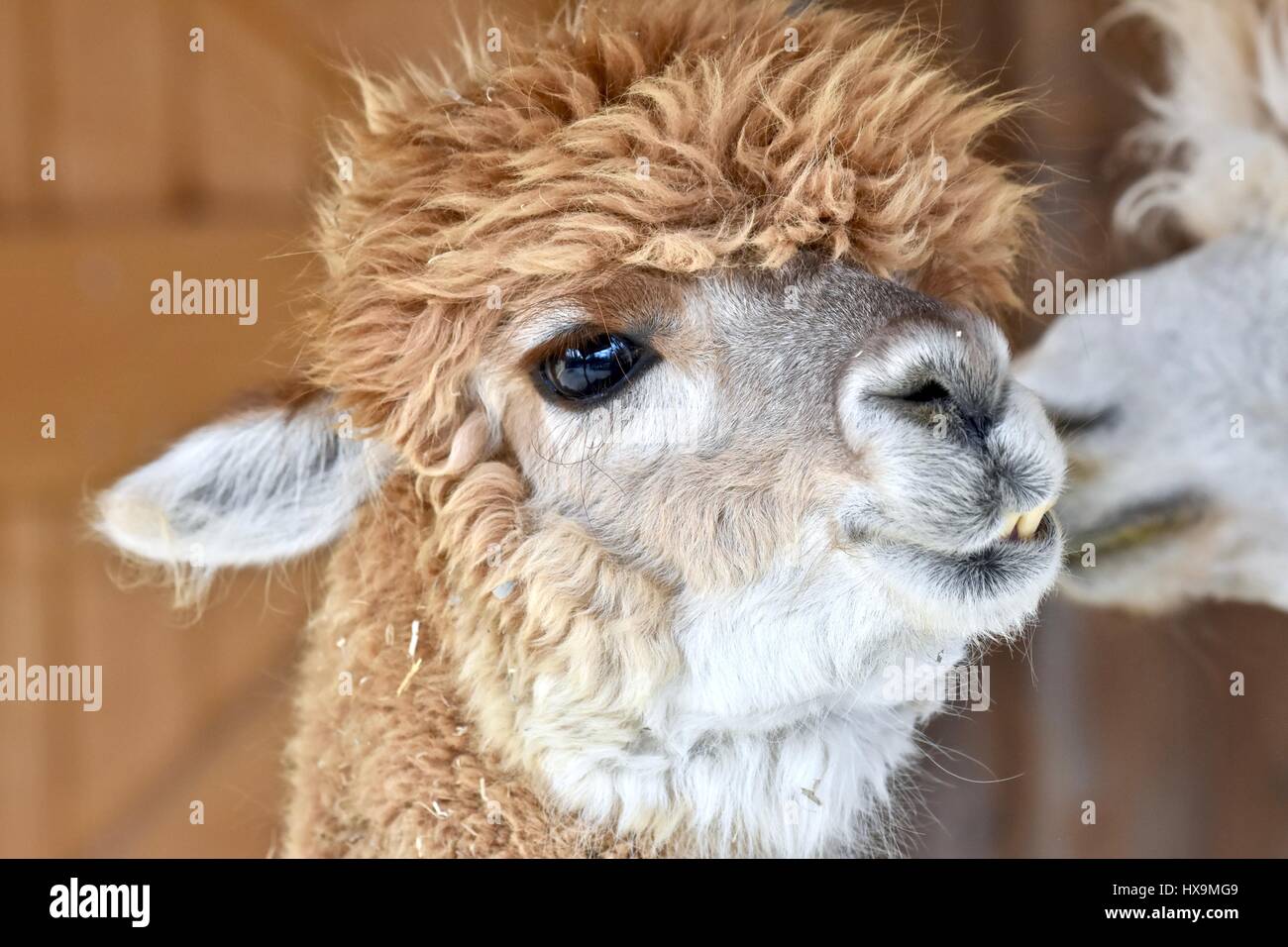 Baltimore, USA. 25th March 2017. An adorable Alpaca (Vicugna pacos) making funny faces at the Maryland zoo. Photo credit: Jeramey lende/ Alamy Live News Stock Photo