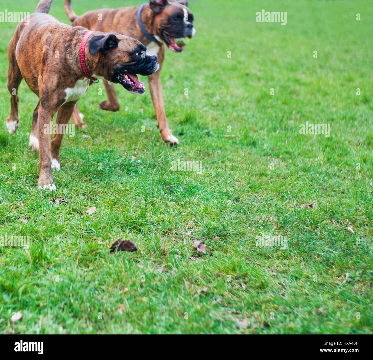 male and female boxer dogs running in park male has tennis ball in his