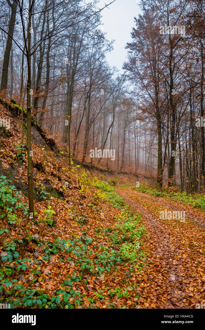 landscape in autumn Stock Photo - Alamy