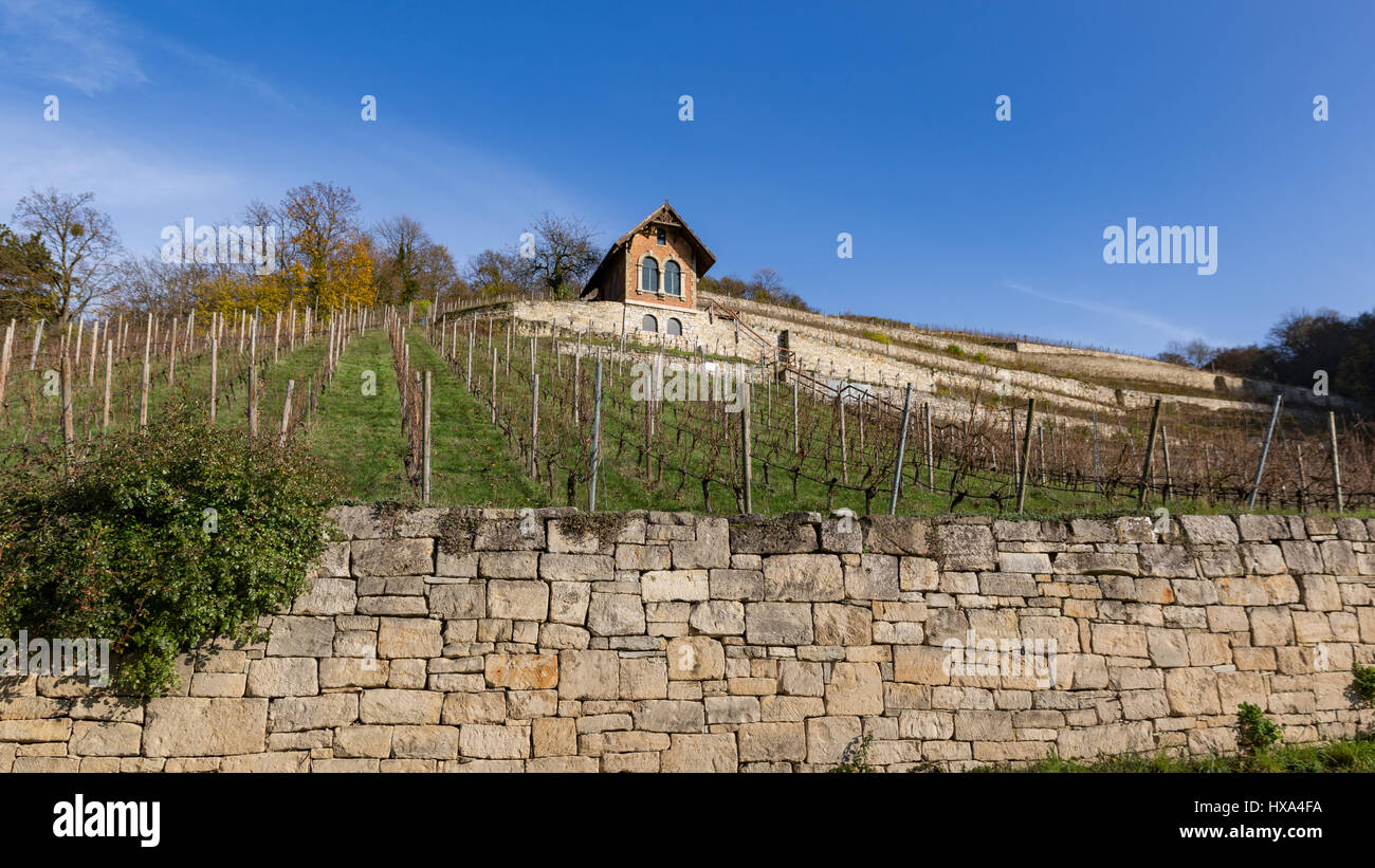 vineyard in late autumn Stock Photo
