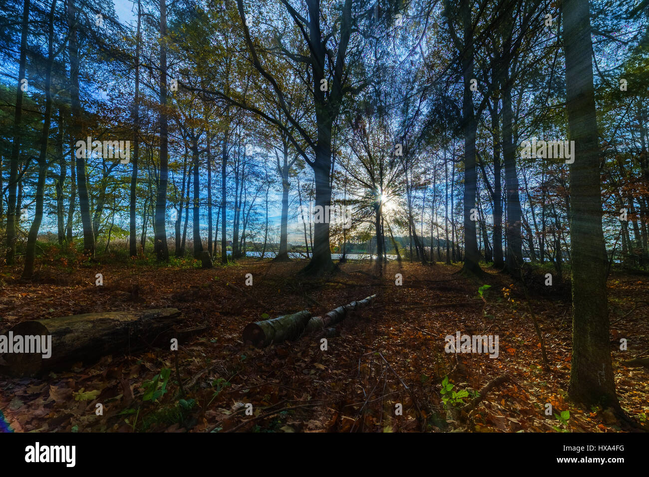 Sun rays evergreen trees hi-res stock photography and images - Alamy