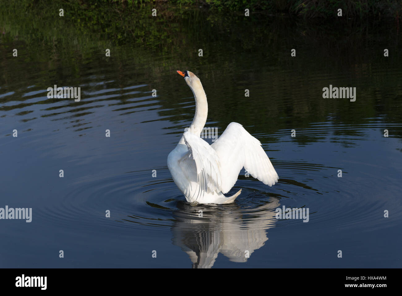 white swan Stock Photo Alamy