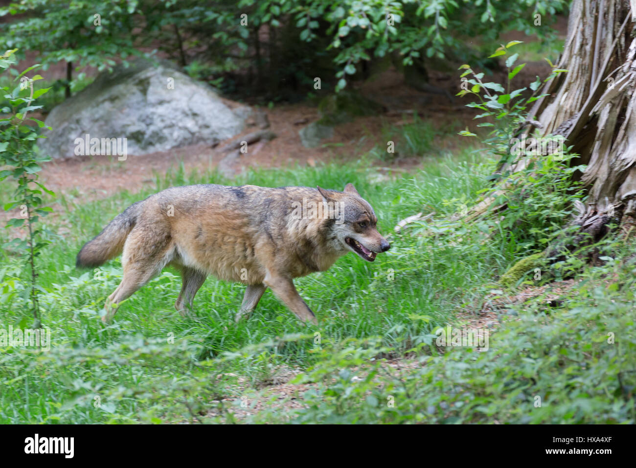 hunting wolf Stock Photo - Alamy